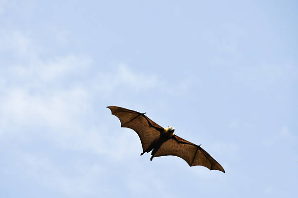 istock Grey-headed flying fox in flight, Botanical Gardens of Sydney 478413371