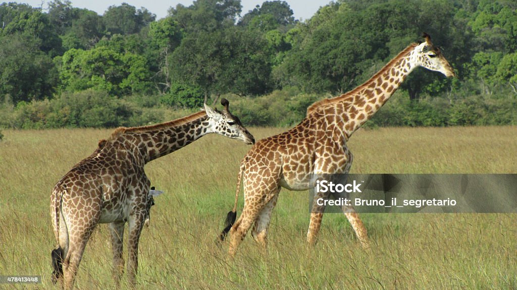 Masai giraffe, savannah Masai Mara,Kenya 2015 Stock Photo