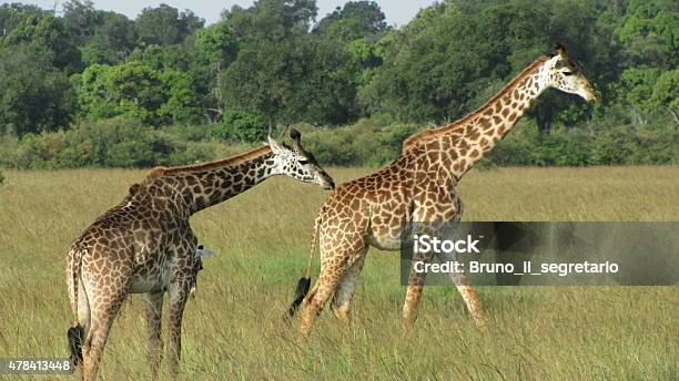 Masai Giraffe Savannah Stock Photo - Download Image Now - 2015, Animal Wildlife, Animals In The Wild