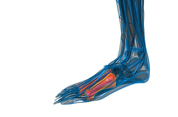 istock 3d render medical illustration of the metatarsal bones 478414708