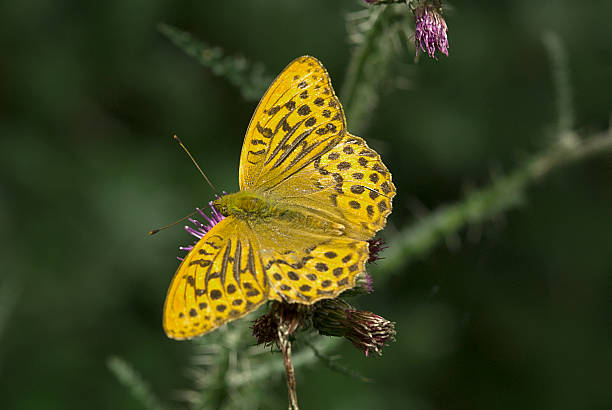 nacarada - argynnis fotografías e imágenes de stock