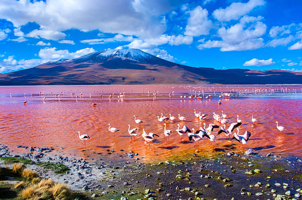 flamingoes in laguna colorata, uyuni, bolivia - volcano lake mountain mountain range foto e immagini stock