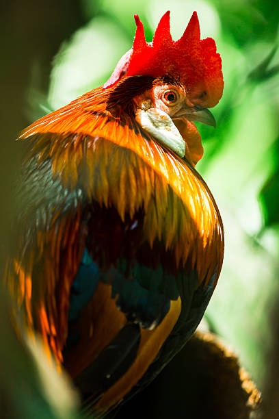 istock Red jungle fowl 478415430