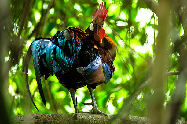 istock Red jungle fowl 478415436