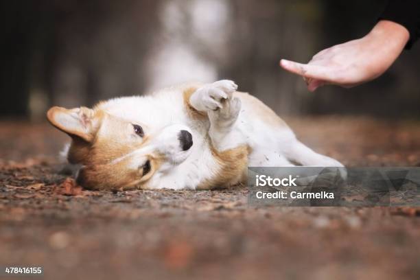 Welsh Corgi Dog Stock Photo - Download Image Now - Adult, Animal, Animal Tricks