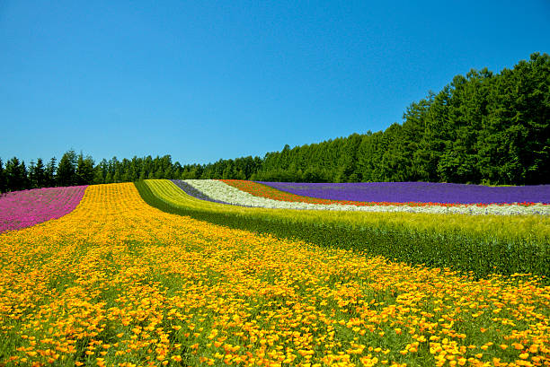 istock Colorful flower in the row with blue sky1 478420629