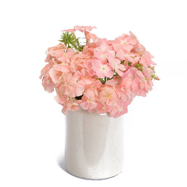 istock Phlox in vintage vase 478422334