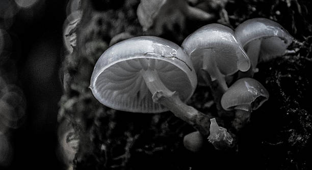 nero e grigio bianco funghi selvatici - fungus moss log magic mushroom foto e immagini stock