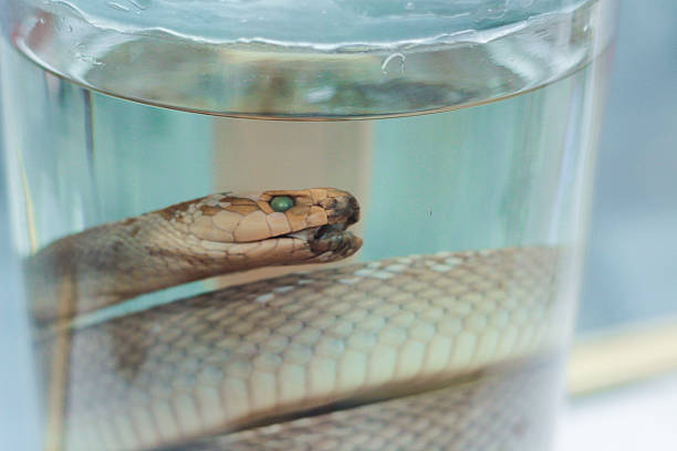 istock Taxidermied Snake 478422451