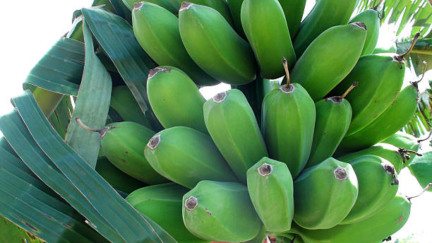 Bunch Of Banana On A Tree‏
