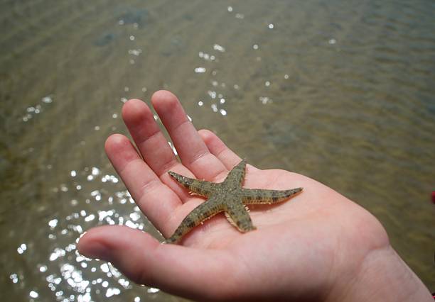 istock Star fish resting on the hand of a child 478422914