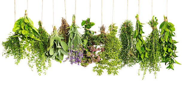 istock herbs hanging isolated on white. food ingredients 478422963