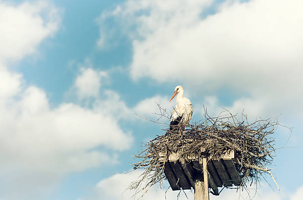 istock White Stork (Ciconia ciconia) standing on the nest 478425382