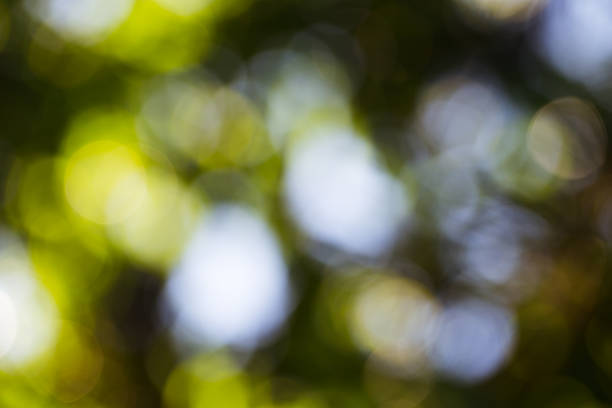 istock green bokeh foliage. natural background 478425704
