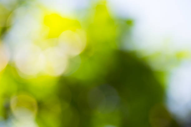 istock green bokeh foliage. natural background 478425716