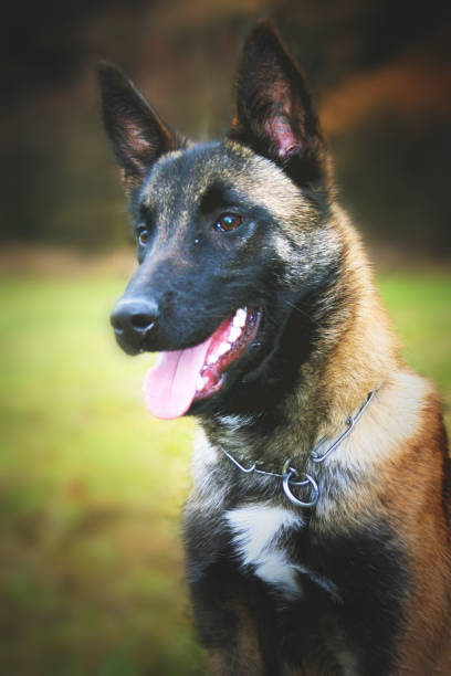 istock portrait of a belgian shepherd dog 478426087
