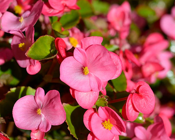 istock pink begonia flower plants 478426152