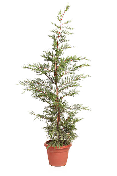 istock Potted Leyland Cypress evergreen tree 478426212