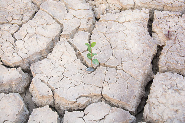 istock Dry land. Cracked ground background. 478426514