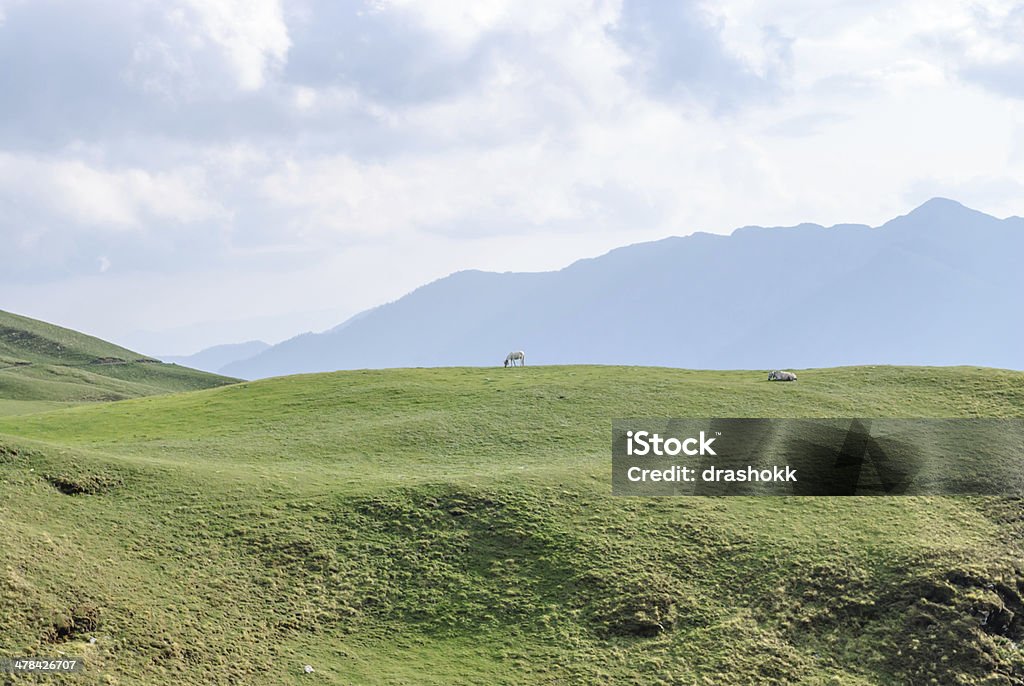 Paire de chevaux sur altitude Meadow - Photo de Cheval libre de droits