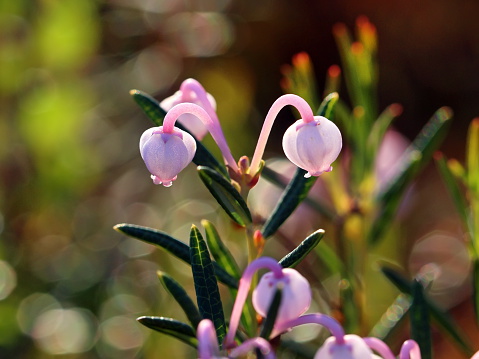 Andromeda polifolia. Plant flowers close up