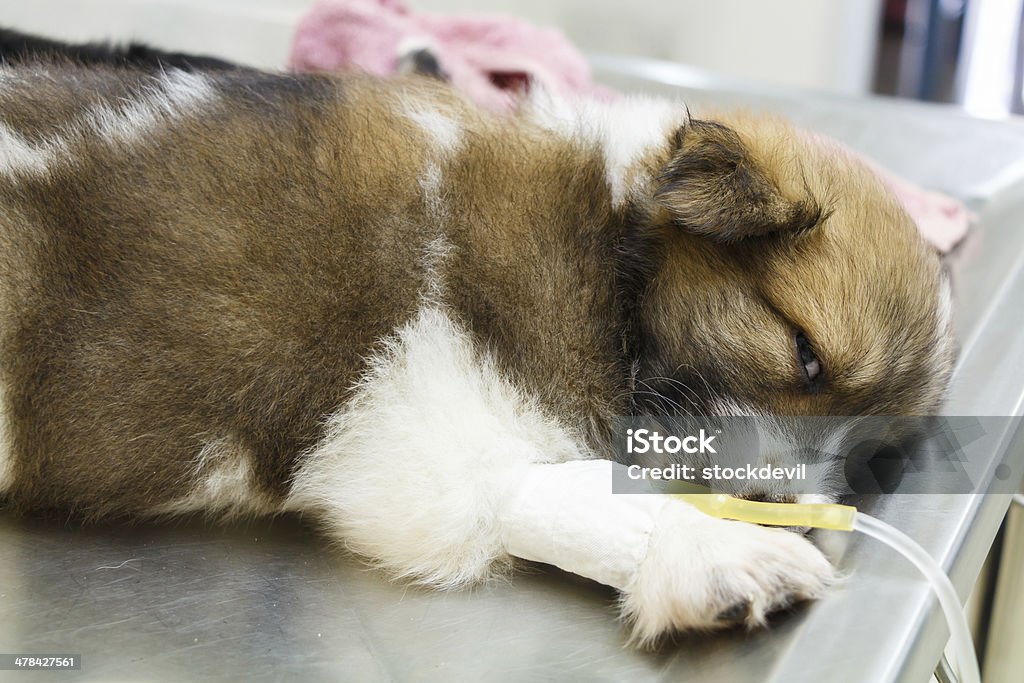 illness puppy with intravenous drip illness puppy with intravenous drip on operating table in veterinarian's clinic Dog Stock Photo