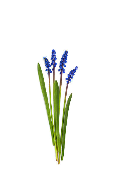 istock First blue springs flowers Muscari isolated on white background 478427894