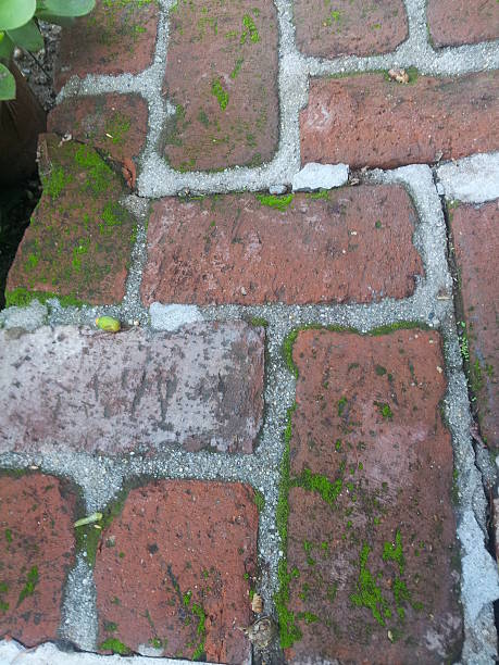Moss growing on old bricks stock photo