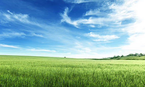 istock field of barley 478428566