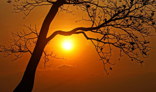 Evening scene with sun go down, sky in brilliant orange, silhouette of branch of tree in sunset