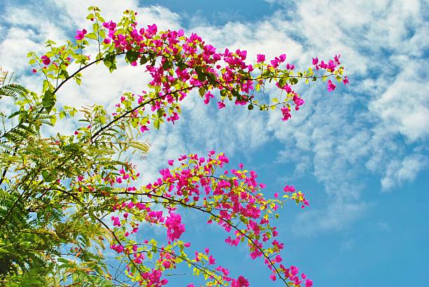 Bright Pink Buganvilia Flowers & Blue Sky, Phi Phi, Thailand Bright Pink Buganvilia Flowers with lush green leaves with a blue sky and fluffy white clouds at Koh Phi Phi Islands, Thailand, Asia. buganvilia stock pictures, royalty-free photos & images