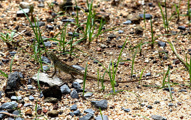 Little green long-tailed lizard Little green long-tailed lizard in the sand long tailed lizard stock pictures, royalty-free photos & images
