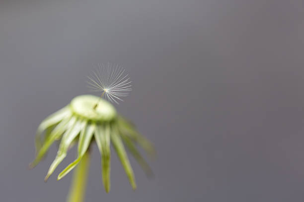 una semilla de diente de león - fugacity fotografías e imágenes de stock