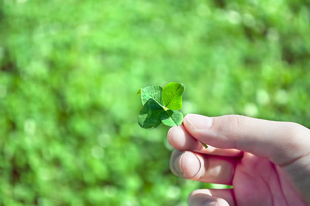 istock Four Leaf Clover Held by a Young Girl's Hand 478432979