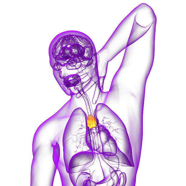 3 d render медицинская иллюстрация вилочковой железы - тимус стоковые фото и изображения