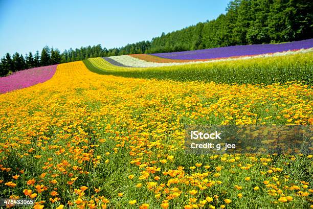 Красочные Цветы В Ряд С Голубой Sky4 — стоковые фотографии и другие картинки Ароматический - Ароматический, В ряд, Весна