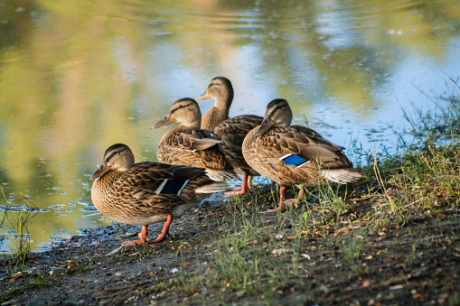 Group of wild mallard ducks at lake shore with grass.