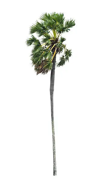 Borassus flabellifer, known by several common names, including Asian Palmyra palm, Toddy palm, Sugar palm, or Cambodian palm, tropical tree  of Thailand isolated on white background