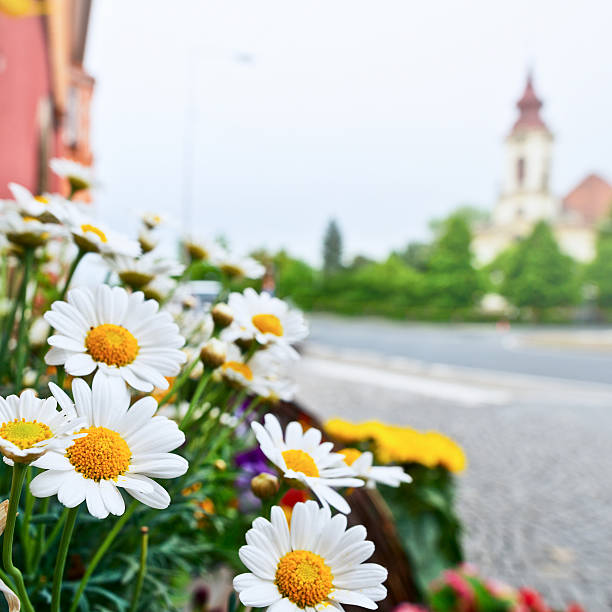 White cosmos flowers (Cosmos bipinnatus) flourish near a brick wall illuminated by warm sunlight. This serene floral composition embodies simplicity and beauty, representing purity and grace against the textured brick.