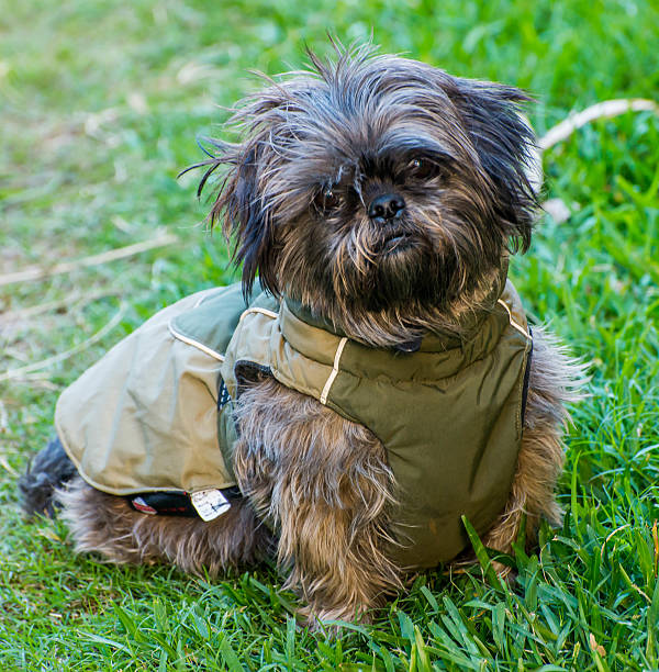 istock Little dog in his jacket 478437472