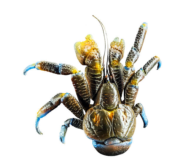 Coconut Crab (Birgus latero) https://farm8.staticflickr.com/7350/16465365706_7cc7ced468_o.jpg coconut crab stock pictures, royalty-free photos & images