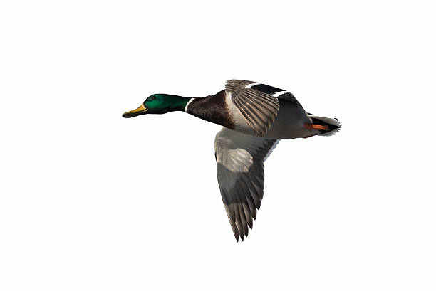 istock Male Mallard duck in Flight on white background 478438499