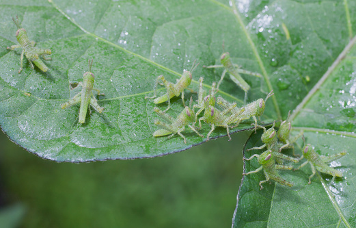 Newborn grasshoppers that are speading out on a leaf with morning dew
