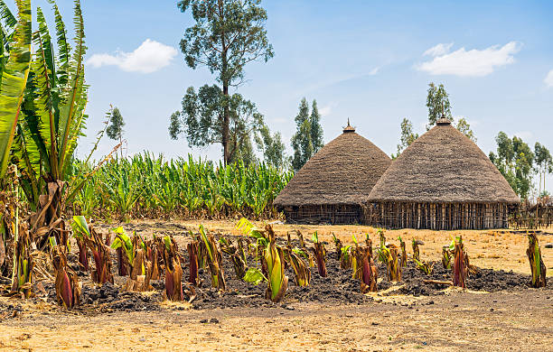 Traditional village houses in Ethiopia Traditional village houses near Addis Ababa, Ethiopia surrounded by crops addis ababa ethiopia photos stock pictures, royalty-free photos & images