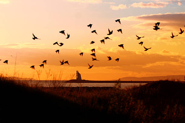 istock sea in the sunset 478441710