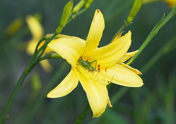 In the evening the grasshopper got into the flower daylily, probably for the night.