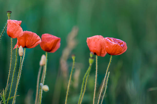 Red poppies stock photo