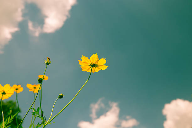 istock Cosmos yellow flowers with a backdrop of sky. 478443224