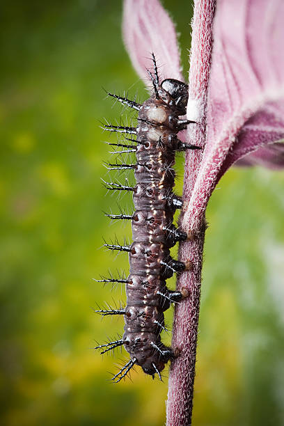 Fully grownup dark thorny caterpillar is preparing to get changed from larva to pupa form and started weaving silky threads on the stem of the plant. Macro vertical shot with copy space have taken through high quality 100 mm macro lens using aperture f/25.