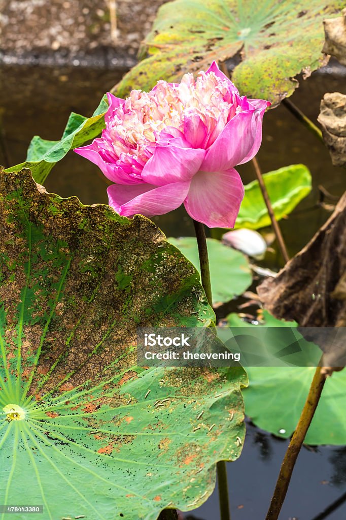 pink lotus flower in the pool 2015 Stock Photo